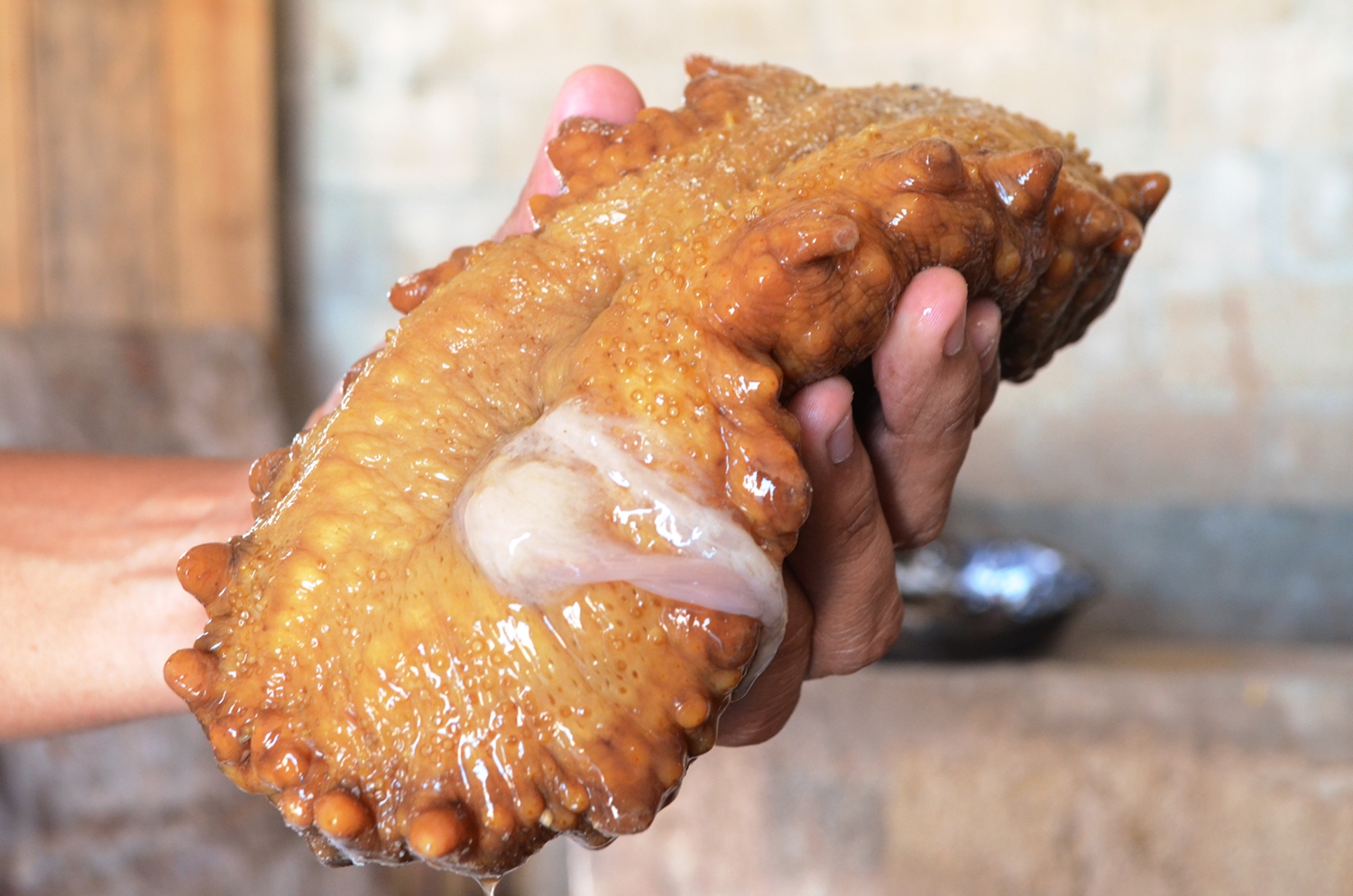 La pesca del pepino de mar, tras bambalinas segunda parte